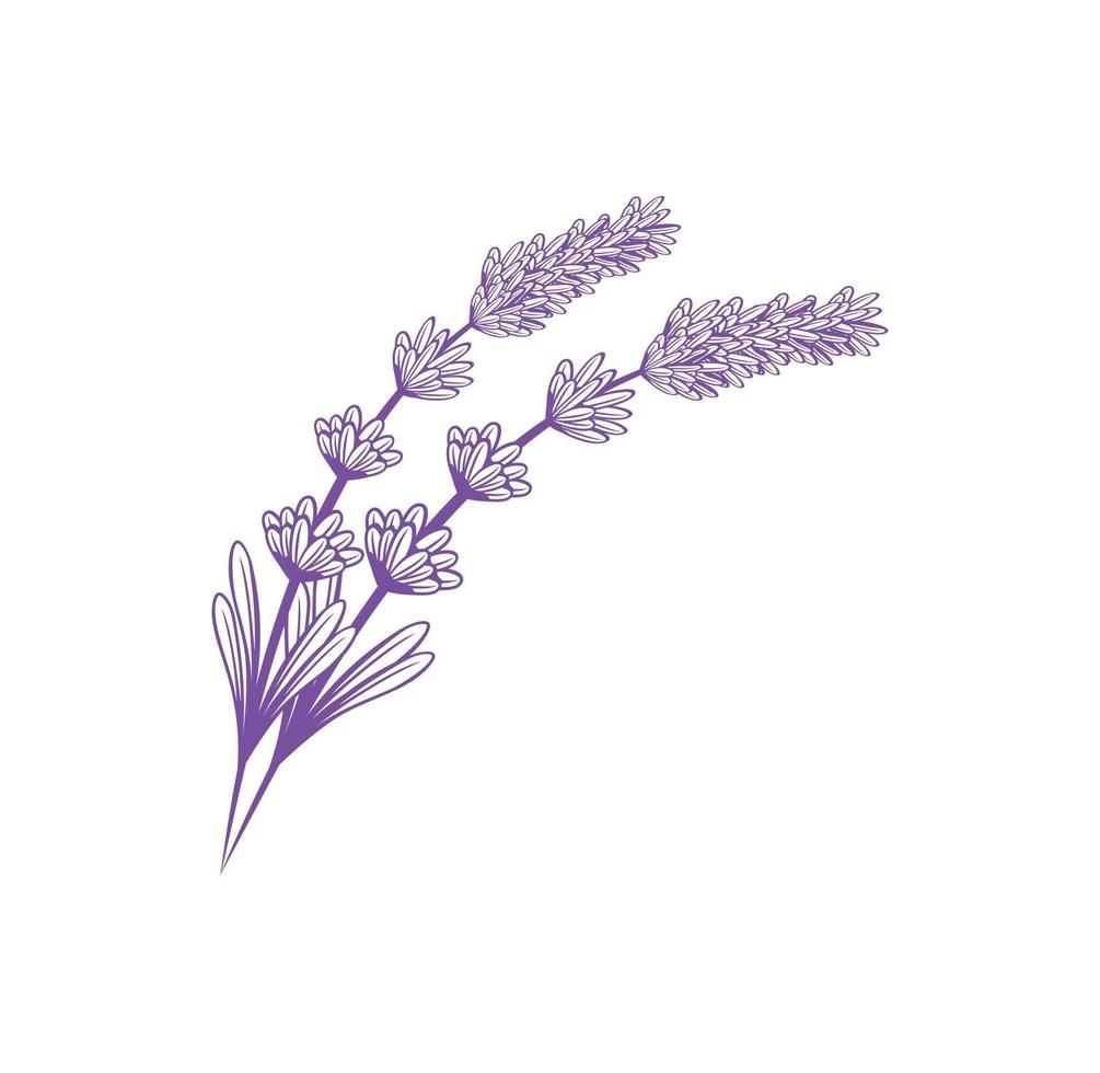 fiore di lavanda design illustrazione vettoriale formato eps, adatto alle tue esigenze di progettazione, logo, illustrazione, animazione, ecc.