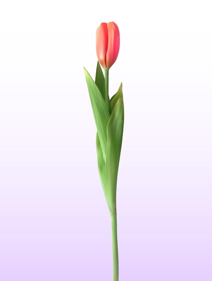 vista naturalistica 3d del tulipano sbocciante rosso su sfondo bianco. illustrazione vettoriale
