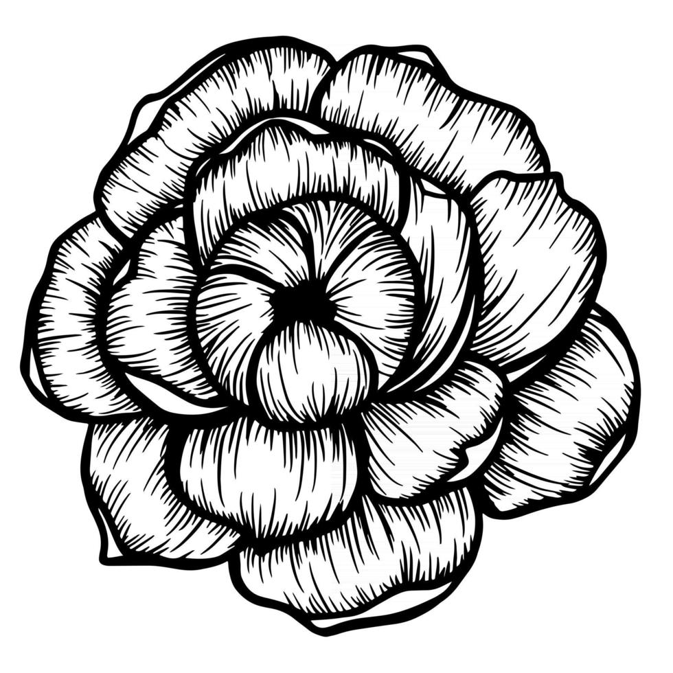 fiore di peonia disegnato a mano isolato su bianco. illustrazione vettoriale in stile schizzo