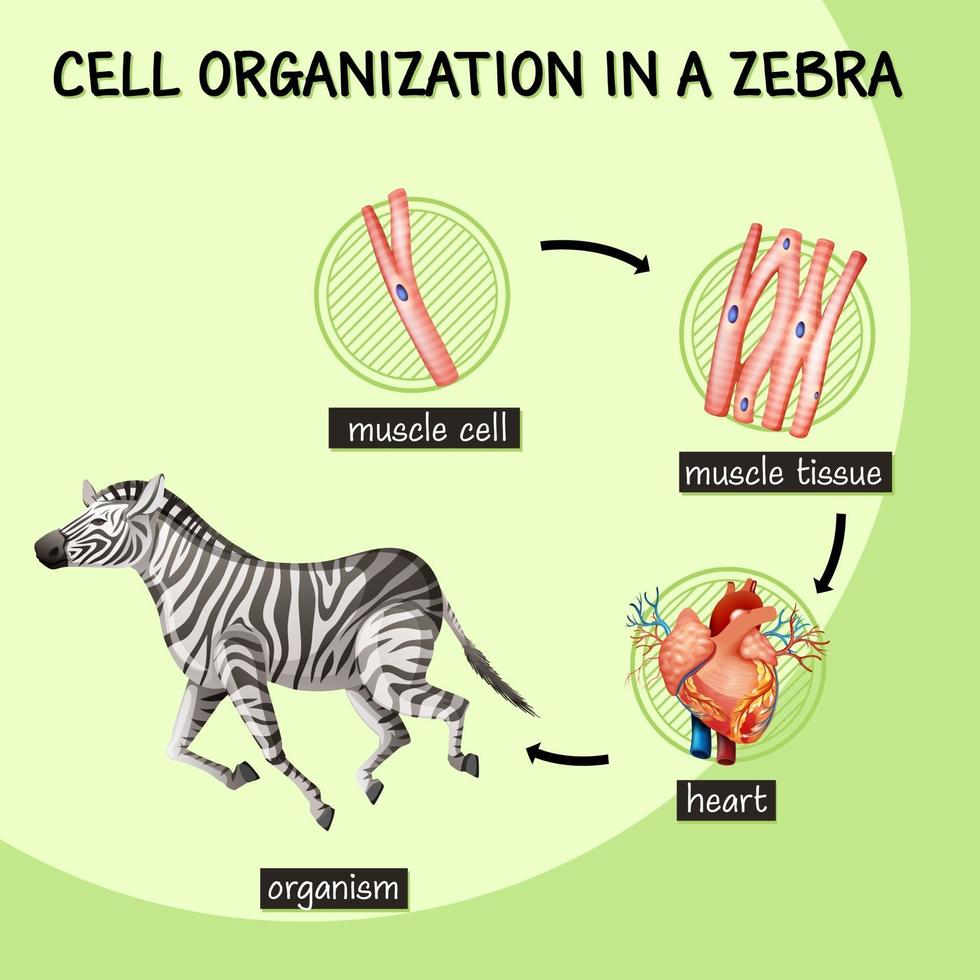 diagramma che mostra l'organizzazione cellulare in una zebra vettore