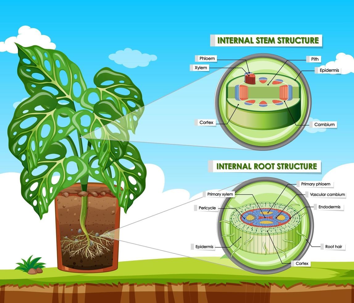 diagramma che mostra la struttura del fusto e della radice vettore