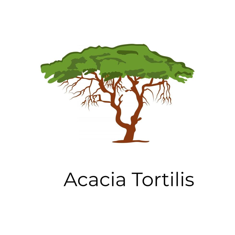 acacia tortilis designcia vettore