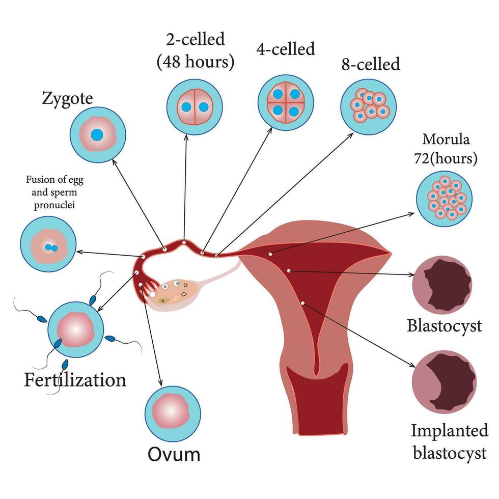 sviluppo di il umano embrione, a partire dal ovulazione per impianto di il blastocisti nel il uterino muro.studio soddisfare per biologia studenti. vettore illustrazione