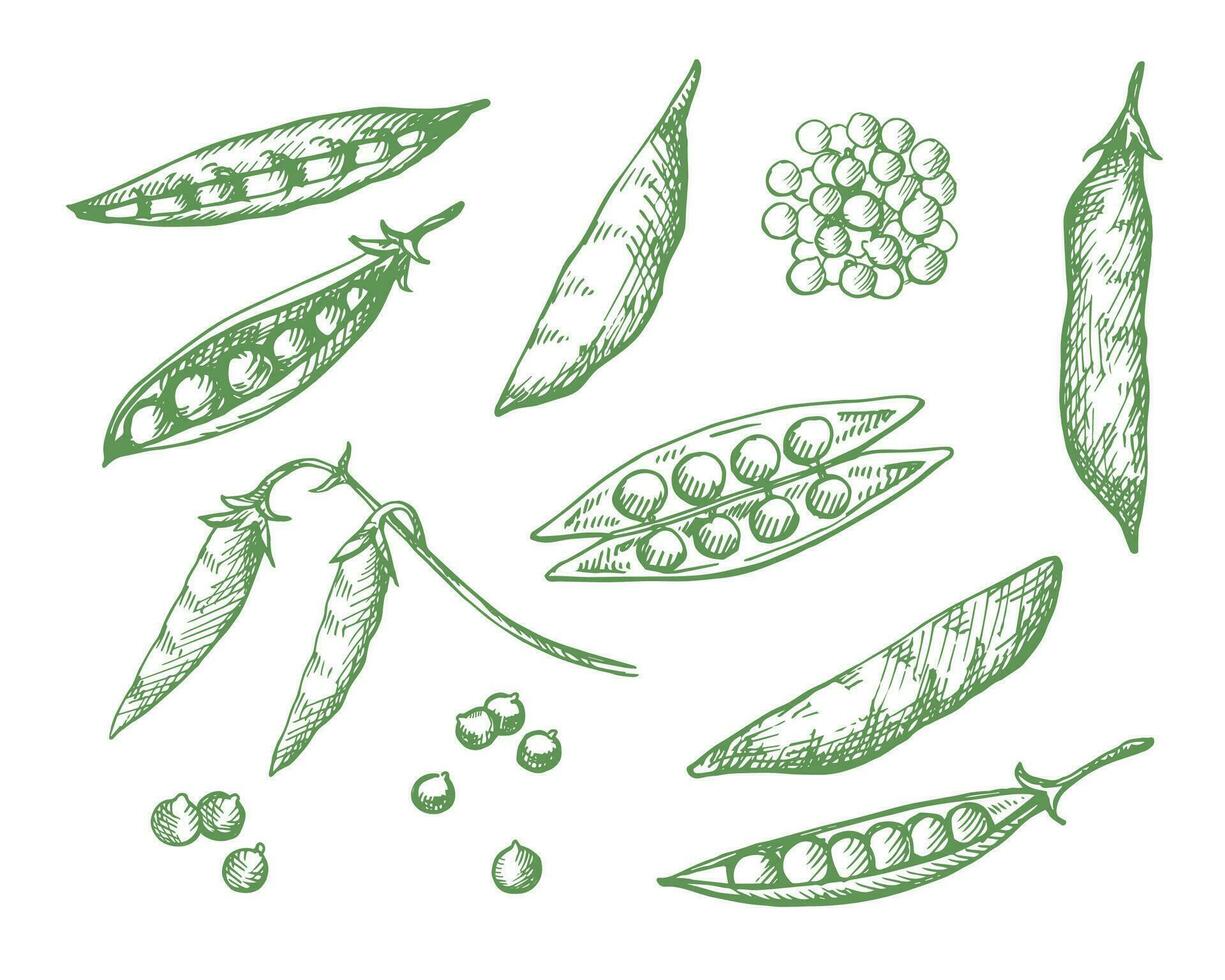 polka punto disegnato impostato pisello pianta vettore illustrazione isolato su bianca sfondo. incisione scarabocchio con totale fagioli, grani. salutare cibo, raccolto, agricoltura. design elemento per etichetta, Stampa, modello