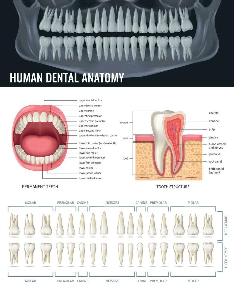 umano denti realistico vettore