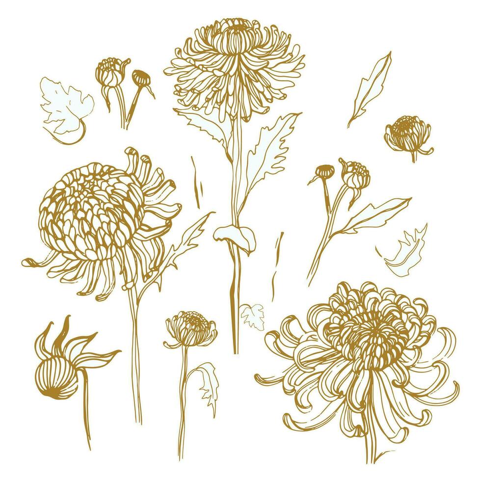 giapponese crisantemo impostare. collezione con mano disegnato mini cuffie, fiori, le foglie. Vintage ▾ stile illustrazione. vettore