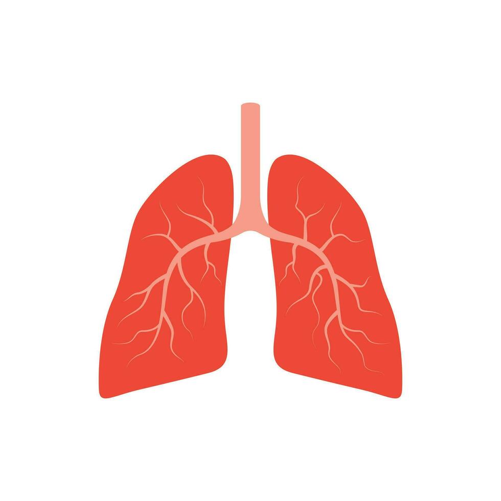 vettore polmoni umano organo vettore illustrazione