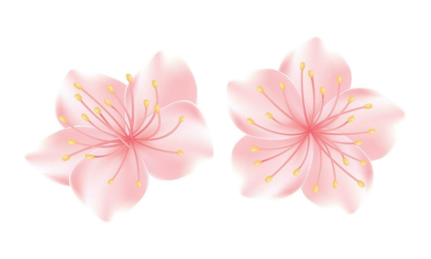 vettore realistico sakura o ciliegia fiore.