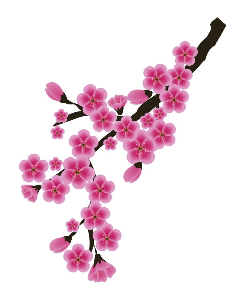 fiore di sakura isolato su priorità bassa bianca. illustrazione vettoriale eps10
