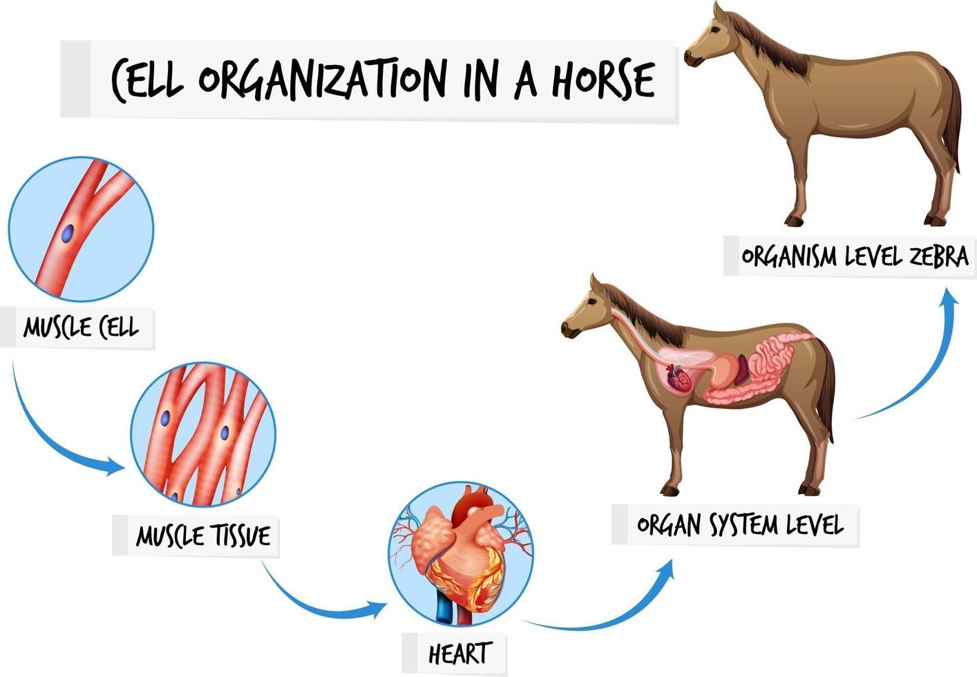 diagramma che mostra l'organizzazione cellulare in un cavallo vettore