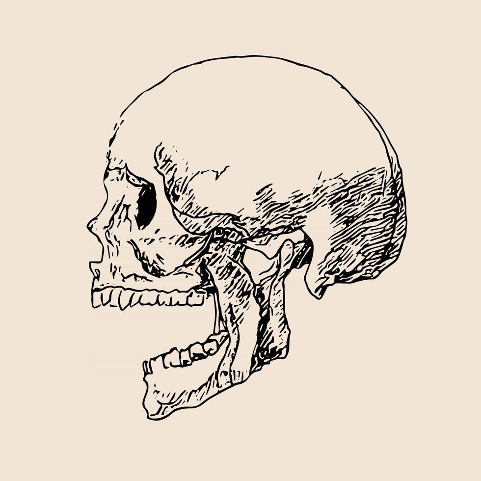 linea di disegno del teschio su carta illustrazione vettoriale.schizzo arte ossea della testa.teschio umano disegnare skull vettore