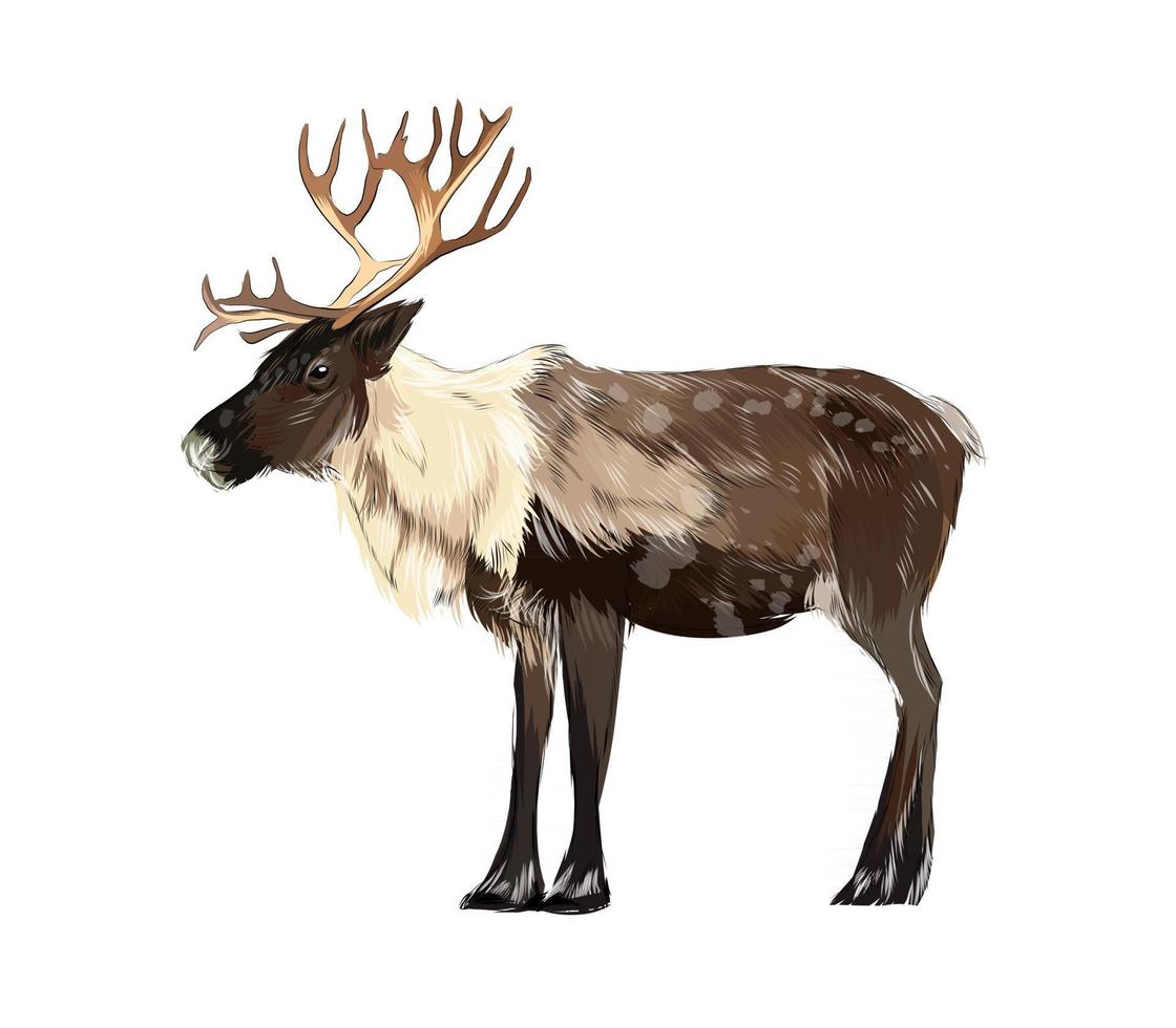 ritratto di renna da una spruzzata di acquerello, disegno colorato, realistico. illustrazione vettoriale di vernici
