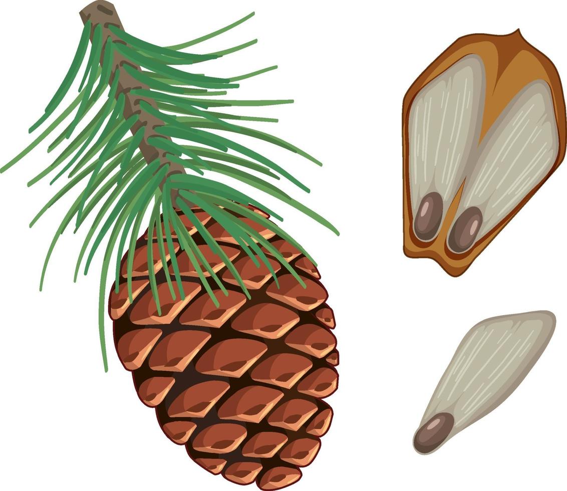 pigna con aghi di pino isolati vettore