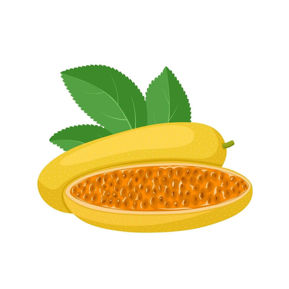 vettore illustrazione, Curuba, anche conosciuto come Banana passione frutta, taxo e Banana poka, scientifico nome passiflora tarminiana, isolato su bianca sfondo.