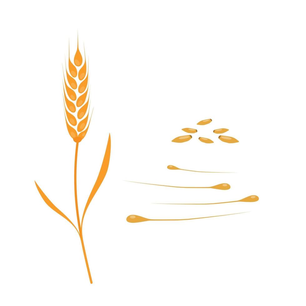 spiga di grano o segale, con semi, grano intero e foglie, illustrazione vettoriale di segno di icona di design piatto stile piatto di grano giallo isolato su sfondo bianco