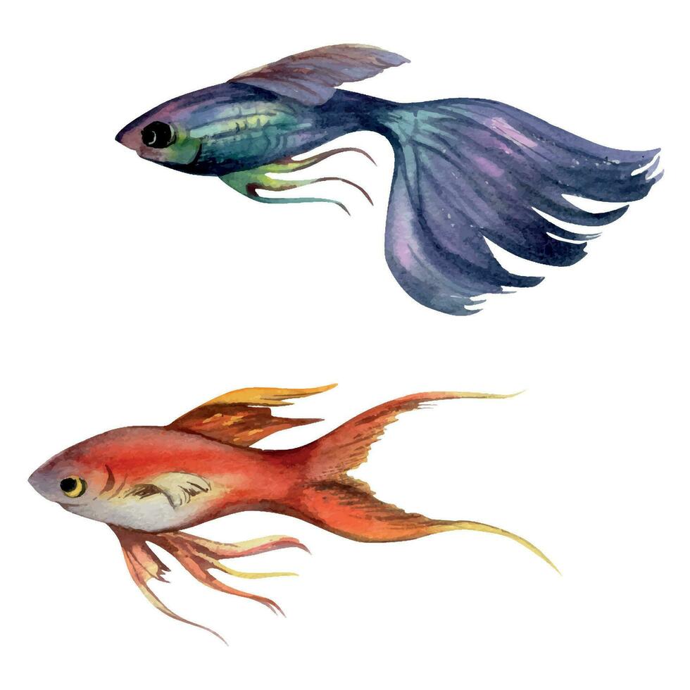 mano disegnato acquerello acquario tropicale pesce guppy swordtail vita marina. marino esotico subacqueo illustrazione. isolato oggetto su bianca sfondo. design negozi, opuscolo, Stampa, carta, parete arte, tessile vettore