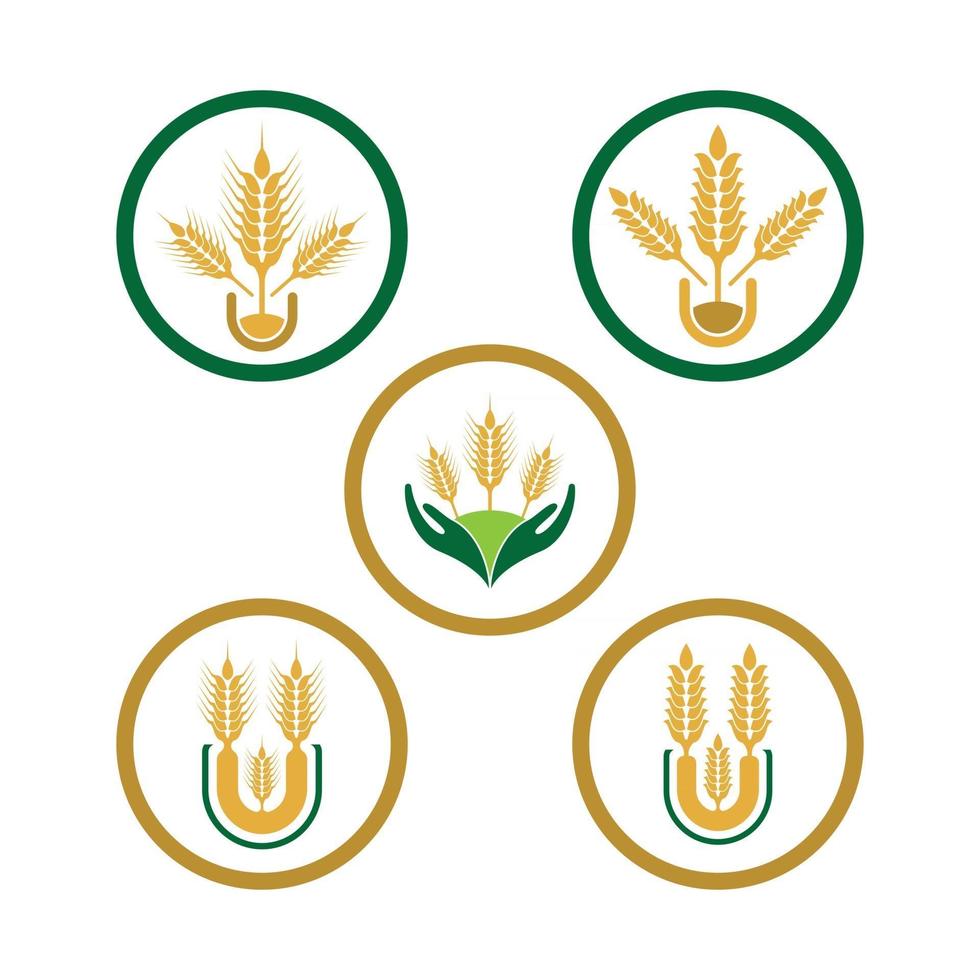 immagini del logo di grano vettore