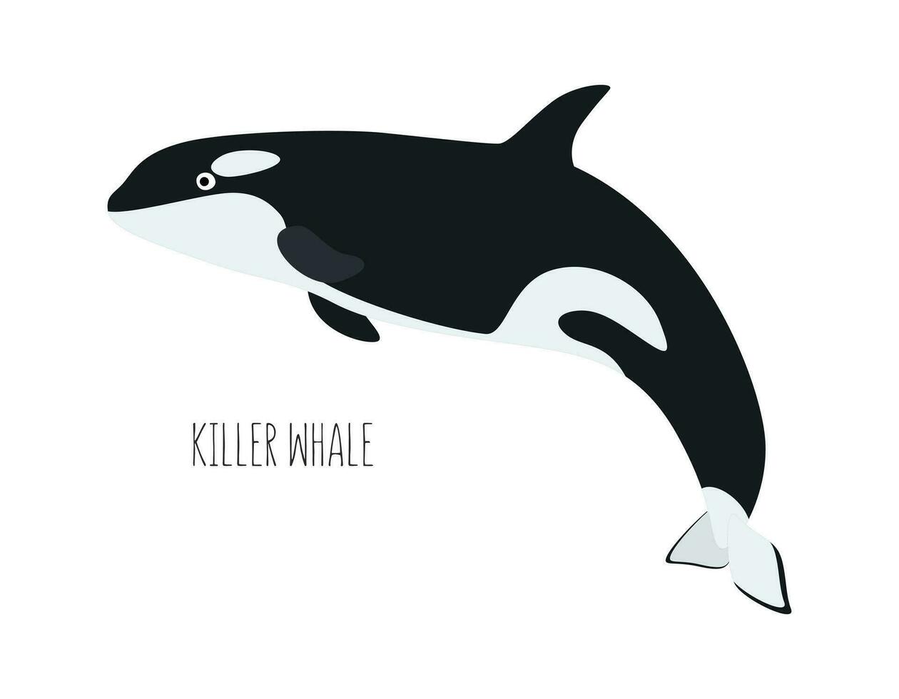 marino animale, uccisore balena isolato su bianca sfondo. subacqueo abitanti. piatto vettore cartone animato