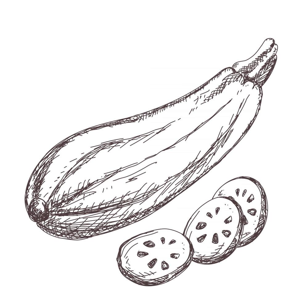 schizzo di contorno di zucchine disegno isolato su sfondo bianco, illustrazione vettoriale d'archivio, per il design e la decorazione, adesivo, modello, vintage, banner, verdure