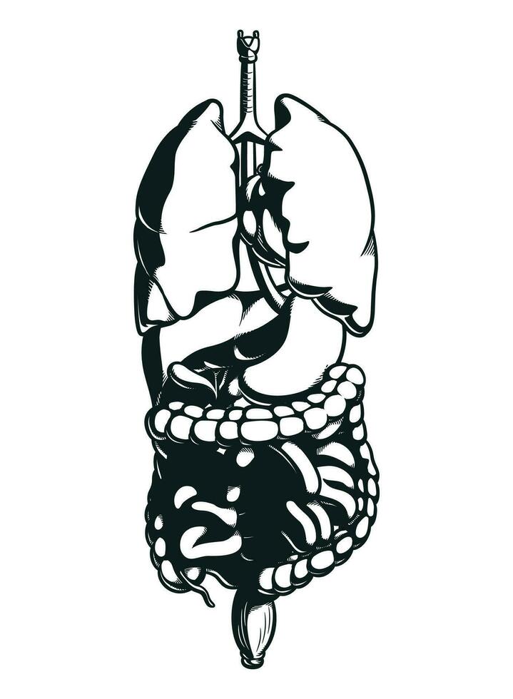 silhouette umano corpo parti interno organi vettore