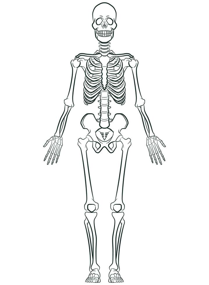 silhouette umano anatomico scheletro struttura grafico 27565487 Arte  vettoriale a Vecteezy