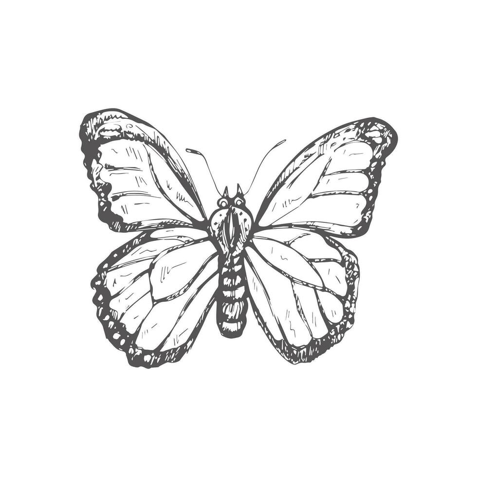 mano disegnato farfalla schizzo. monocromatico insetto scarabocchio. nero e bianca Vintage ▾ elemento. vettore schizzo. dettagliato retrò stile.