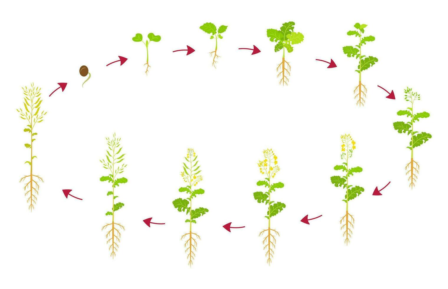 canola crescita ciclo. sviluppo fasi di colza siamo a partire dal seme per raccolto. in crescita semi oleosi raccolti. vettore