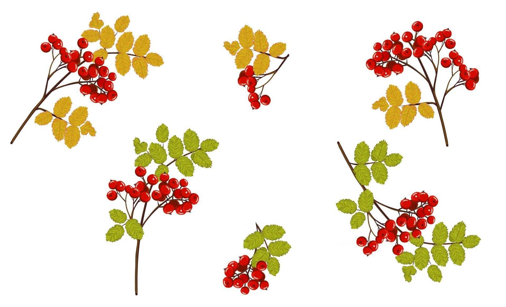 set di rami di sorbo con bacche rosse e foglie gialle autunnali e verdi estive. illustrazione isolata vettore disegnato a mano