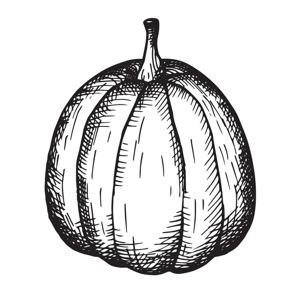 zucca verdura mano disegnato vettore illustrazione nel Vintage ▾ stile con incisione. composizione per il autunno vacanza Halloween, raccolto. design elemento per etichetta, cartolina, manifesto, stampa, modello