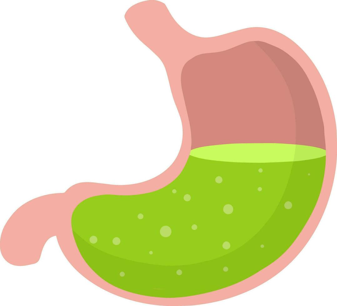 umano stomaco. interno organo di corpo. bolle nel acido. raggi X di gonfiarsi. digestivo i problemi. cartone animato piatto illustrazione. medico cura vettore