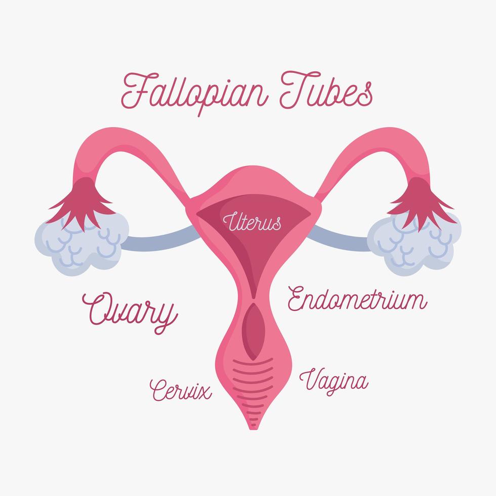 schema di anatomia del sistema riproduttivo umano femminile vettore