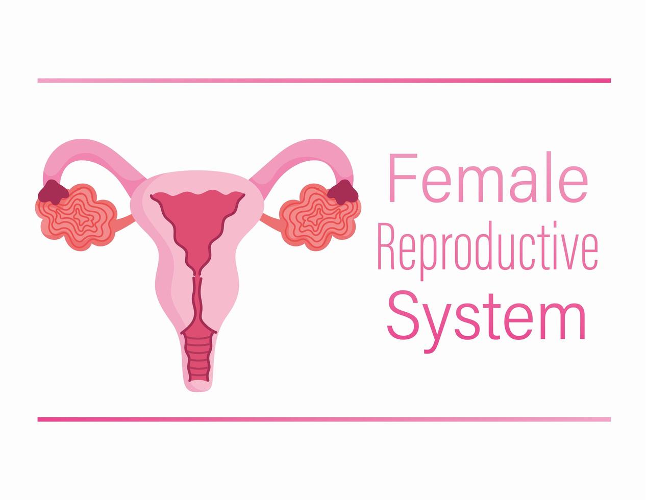 sistema riproduttivo umano femminile ovaio, vagina, struttura dell'utero vettore