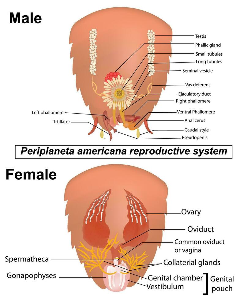 etichettato diagramma di scarafaggio riproduttore sistema. vettore