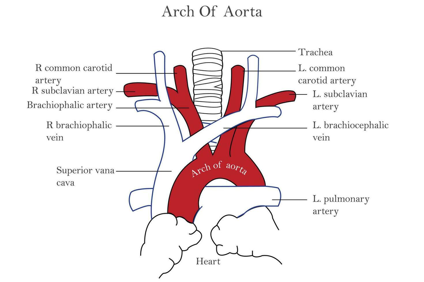arco di aorta e suo rami, arco di aorta,medico illustrazione vettore