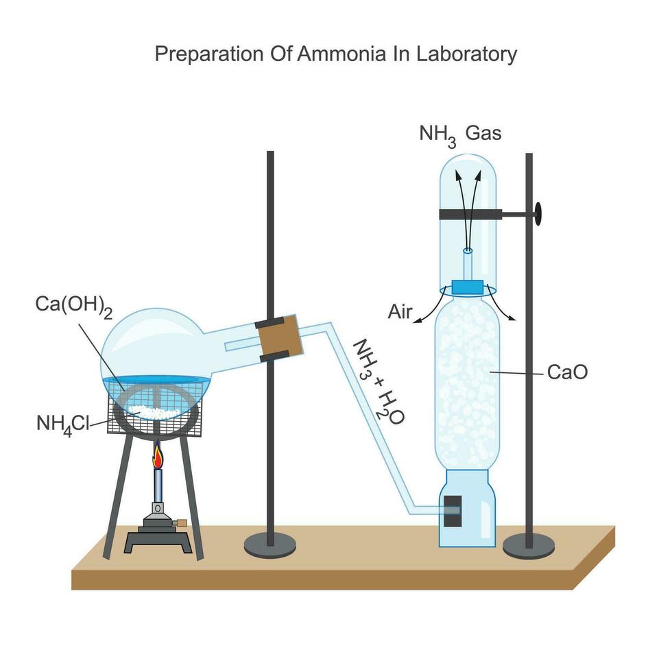 preparazione di ammoniaca nel laboratorio. ammonio cloruro e calcio idrossido reagire per dare ammoniaca . chimico illustrazione. formazione scolastica e scienza uso. vettore