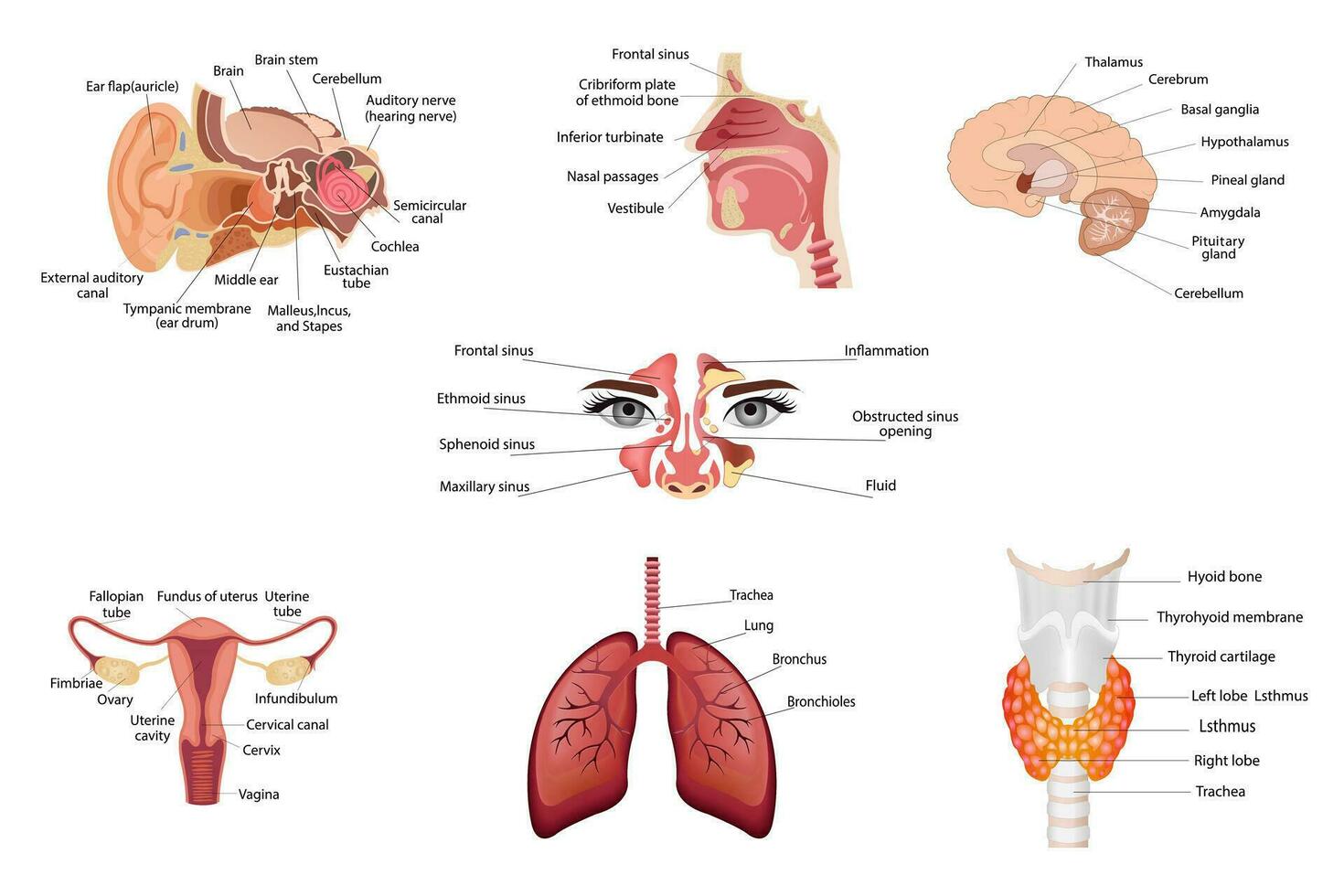 impostato di diverso umano tiroide organi, mezzo parte di il cervello, anatomia di il umano orecchio, naso, umano respiratorio sistema, polmoni , e alveoli. medico manifesto vettore