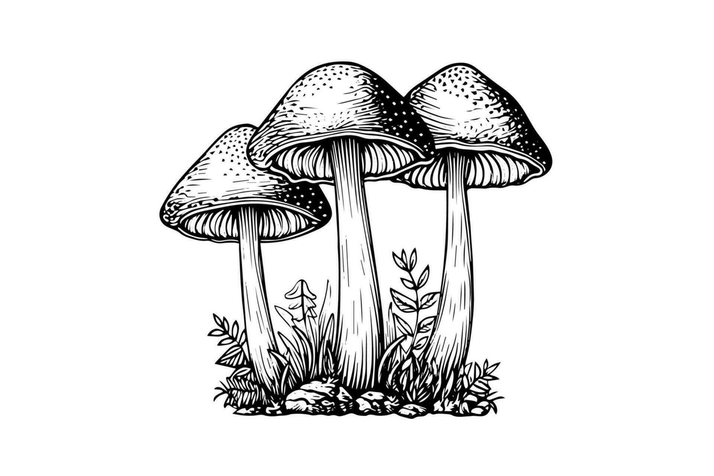 volare agarico o amanita funghi gruppo in crescita nel erba incisione stile. vettore illustrazione.