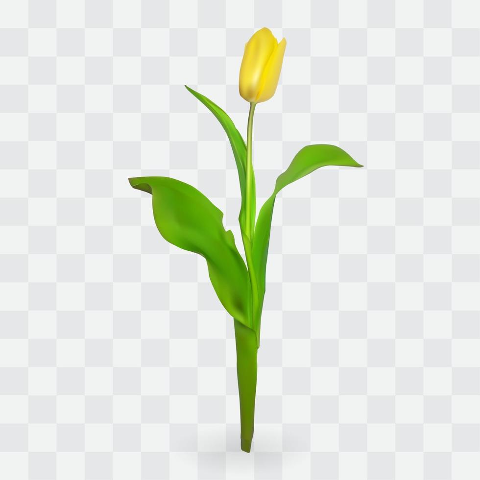 bellissimi tulipani su sfondo trasparente. illustrazione vettoriale