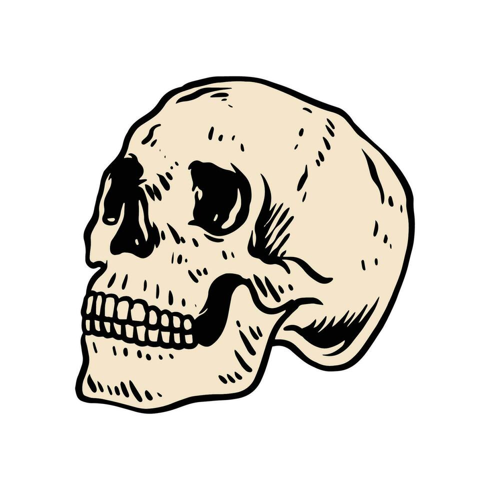 cranio testa vettore arte illustrazione. isolato su bianca sfondo