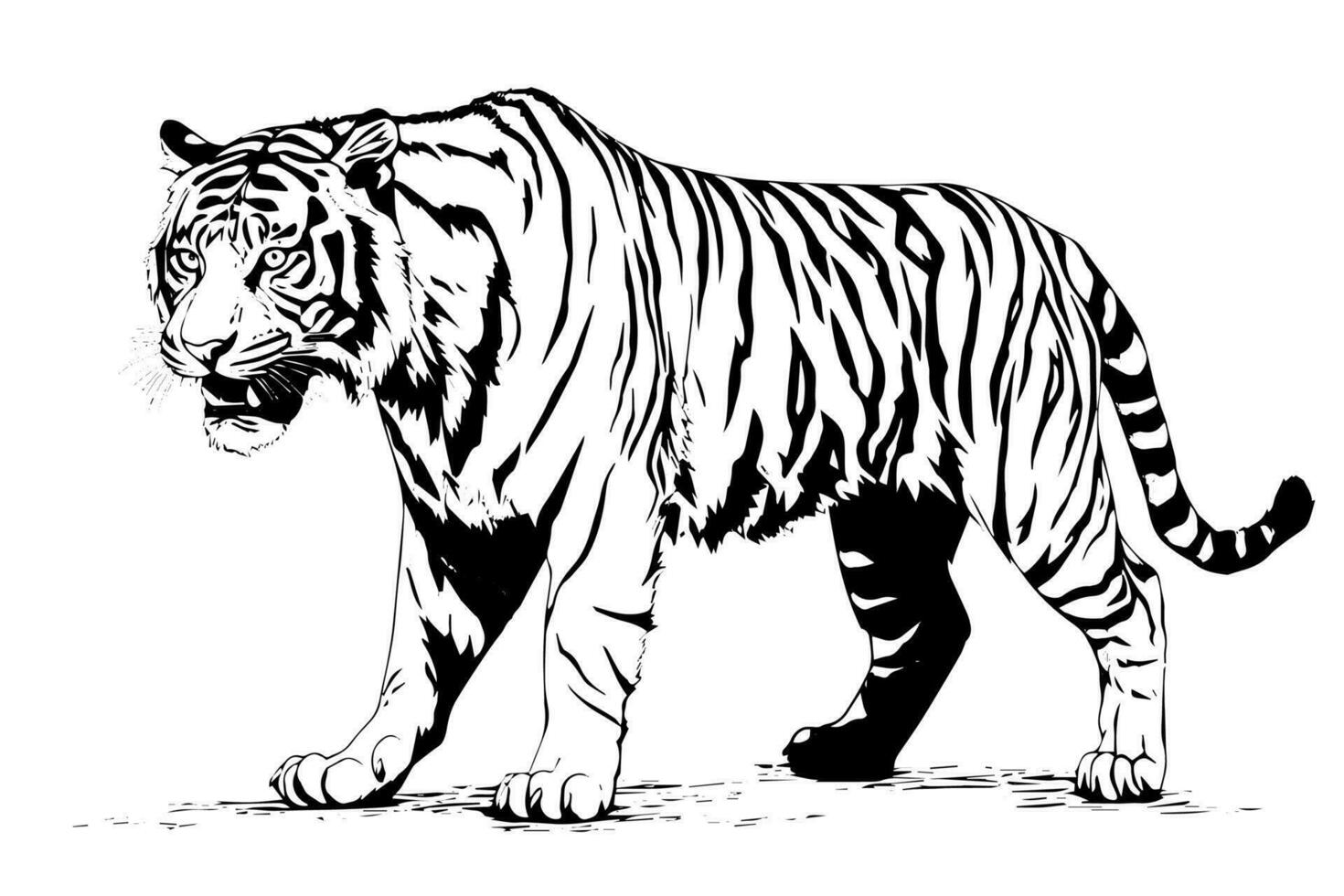 mano disegnato incisione stile schizzo di un' tigre, vettore inchiostro illustrazione.