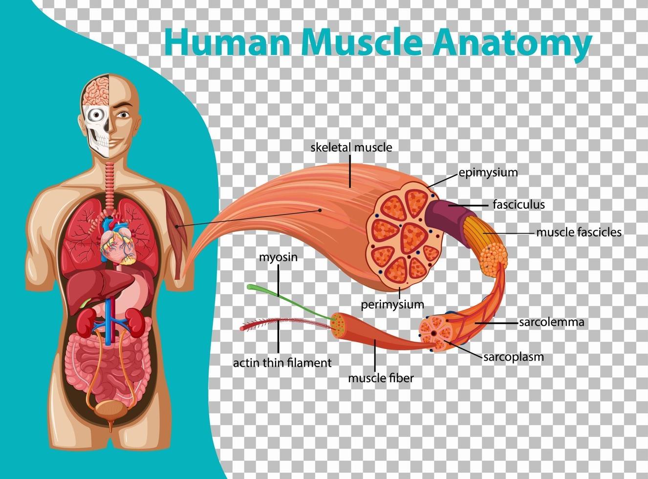 struttura anatomica del corpo umano 8136635 Arte vettoriale a Vecteezy