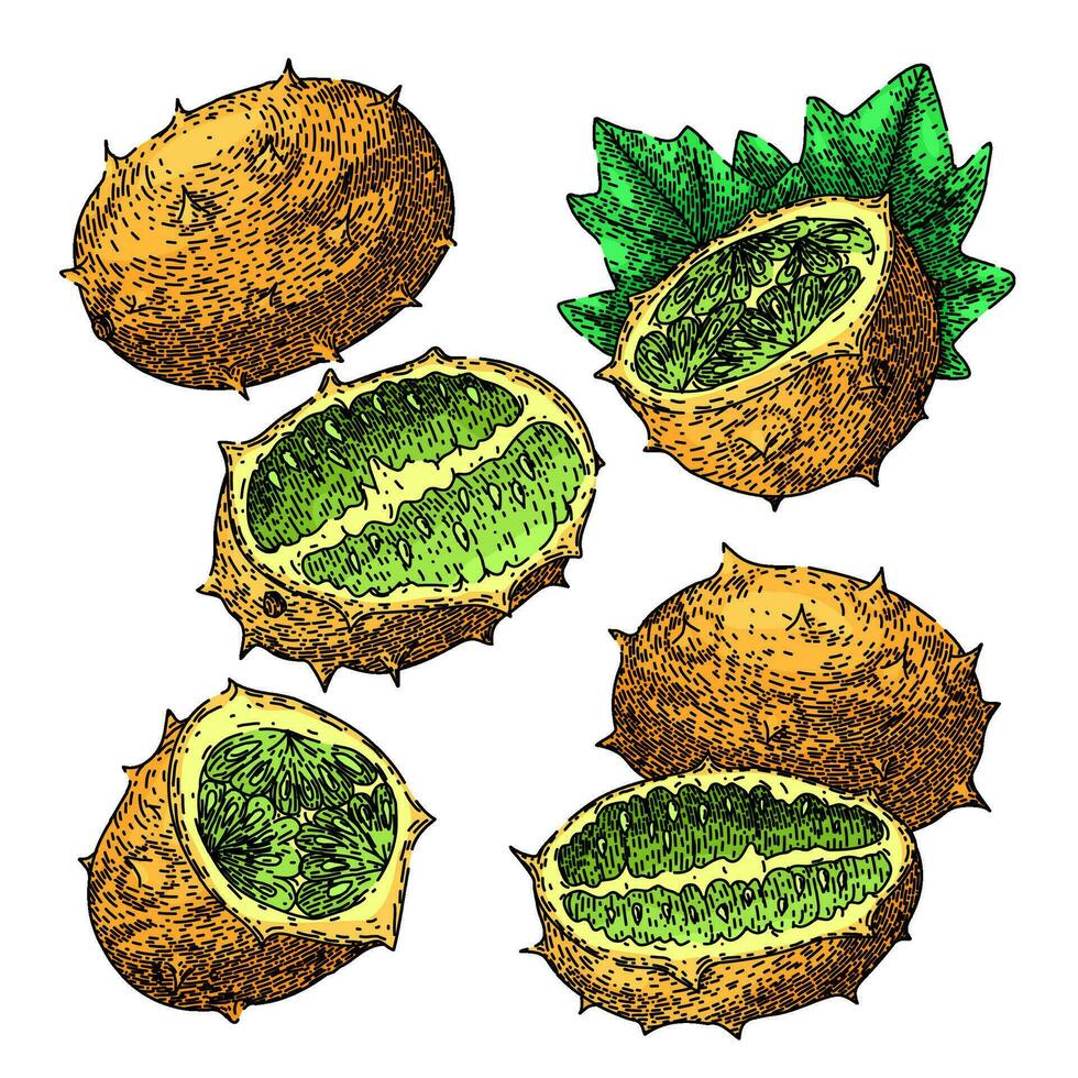 kiwano impostato schizzo mano disegnato vettore