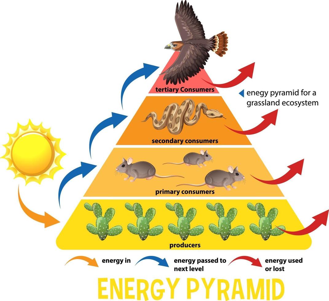 diagramma che mostra la piramide energetica per l'istruzione 2583369 Arte  vettoriale a Vecteezy