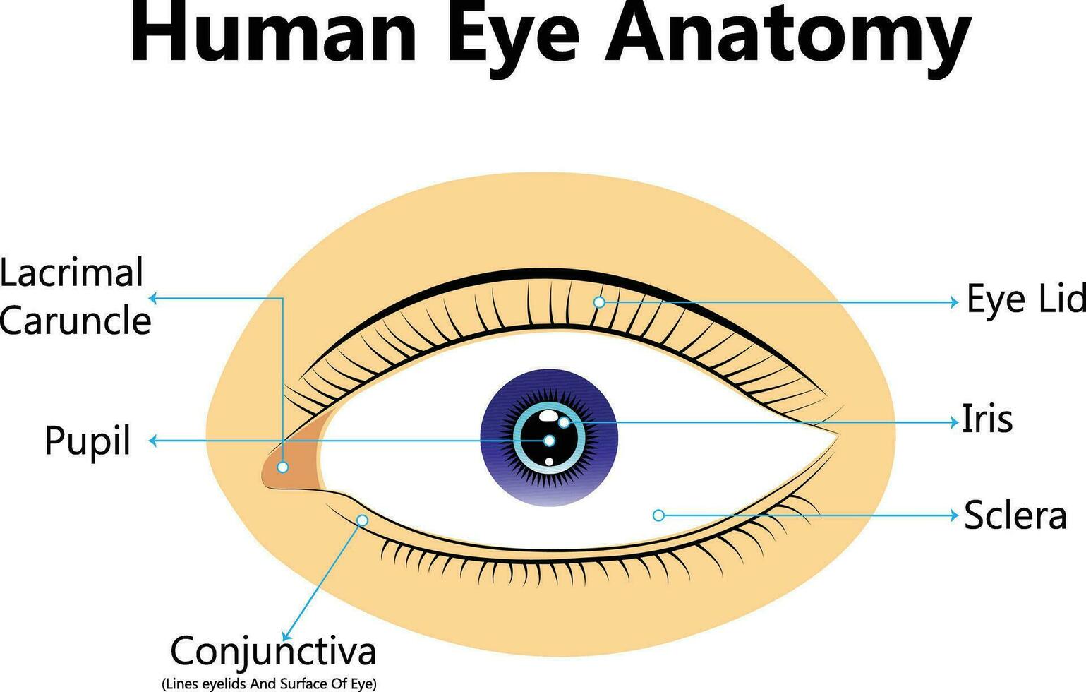 umano occhio anatomia infografica organo dentro il struttura su bianca sfondo realistico vettore illustrazione. concetto sfondo per ragnatela design