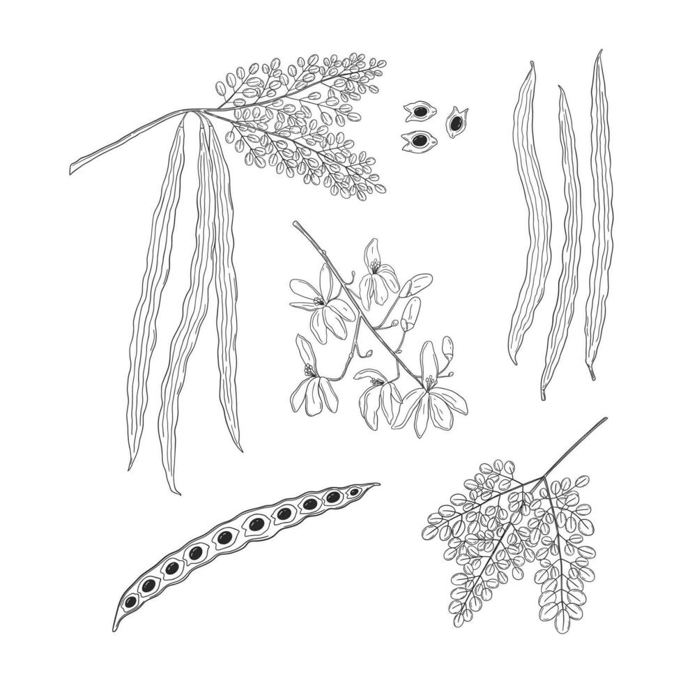 impostato di botanico disegni di moringa oleifera foglie, fiori, semi, baccelli. parti di ayurvedico pianta mano disegnato vettore
