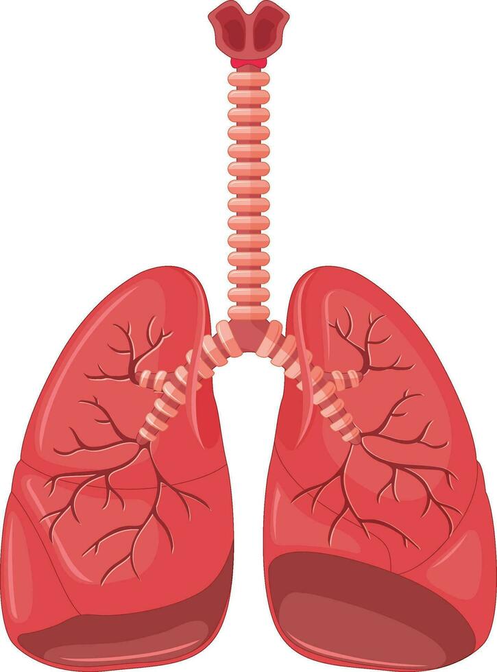 umano polmoni con tubercolosi vettore