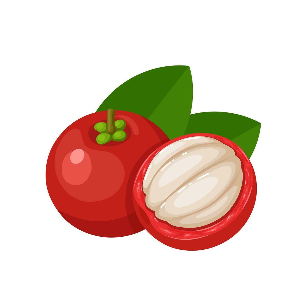 vettore illustrazione, garcinia indica frutta, conosciuto come Kokum, isolato su bianca sfondo.