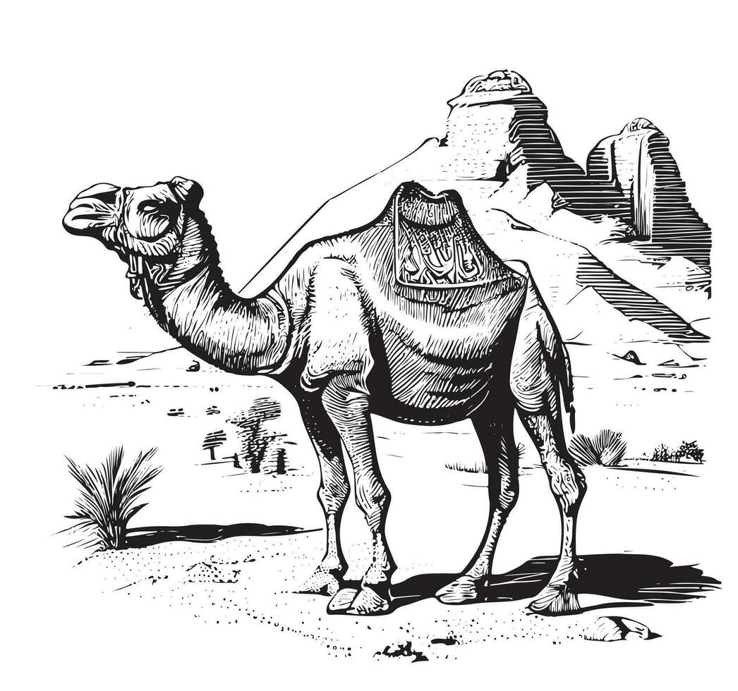 cammello su il sfondo piramide mano disegnato schizzo vettore illustrazione Egitto