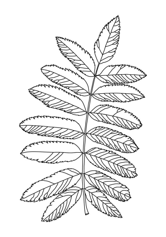 lineare grafico immagine Rowan le foglie con vene isolato su un' bianca sfondo. vettore