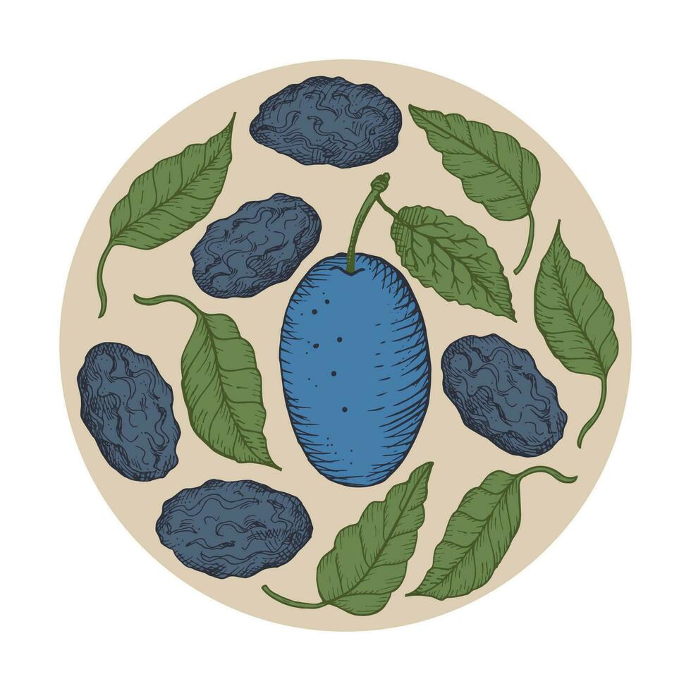 prugne confine telaio etichetta con asciutto prugne. mano disegnato sfondo con fresco e asciutto frutta Vintage ▾ vettore illustrazione. orientale dolci, susina selvatica, salutare cibo. per Stampa, avvolgere, modello, logo, carta